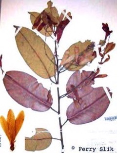 Shorea balangeran Red Balau Shorea balangeran Red Balau